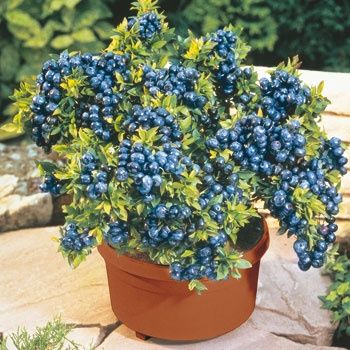 How to Grow blueberry pots - My Home Garden