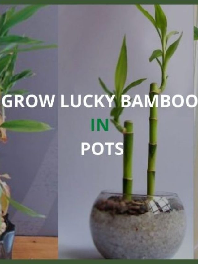 cropped-GROW-LUCKY-BAMBOO-IN-POTS-1024x576-1.jpg