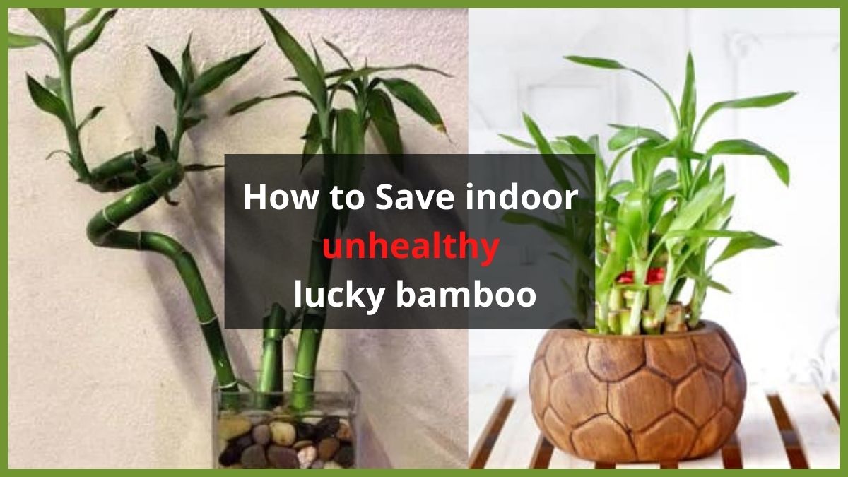 unhealthy-lucky-bamboo