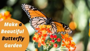 How to make a perfect Butterfly Garden