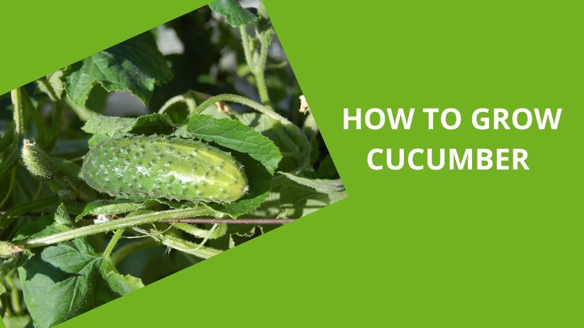 GROW CUCUMBER