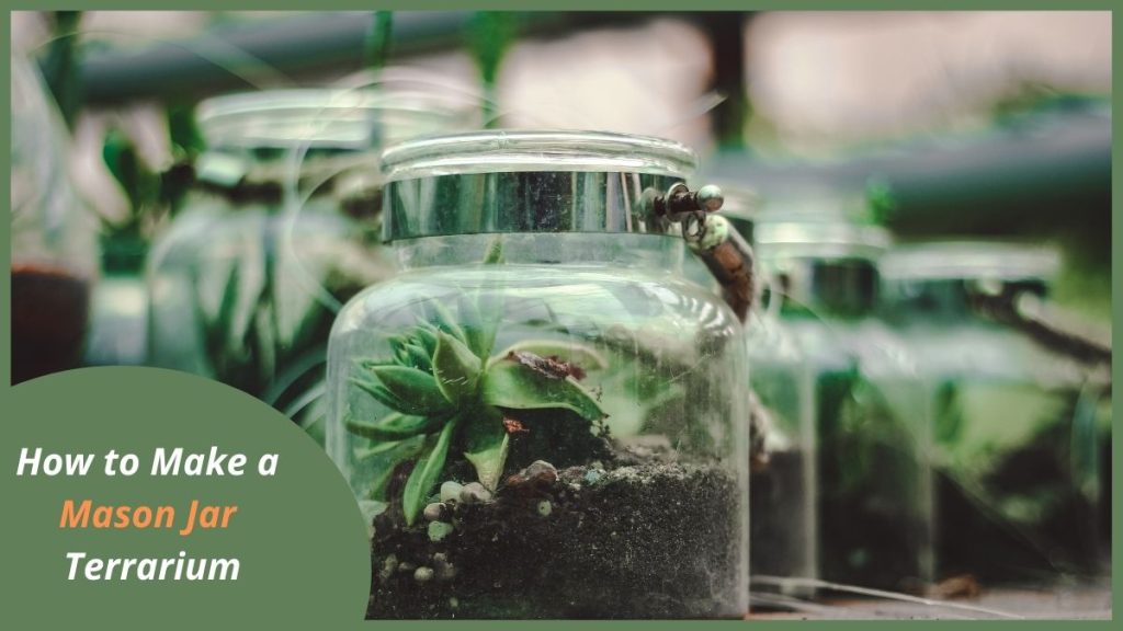 Mason Jar Terrarium