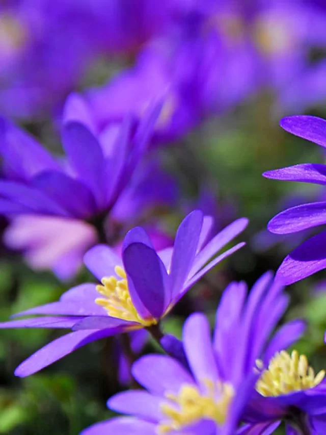 cropped-Blog_How_To_Grow_Anemone_3-1.webp