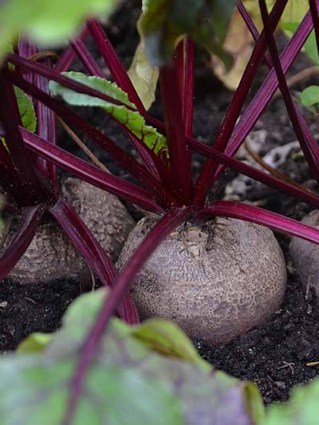 cropped-Grow-Beets-in-Containers-FB.jpg