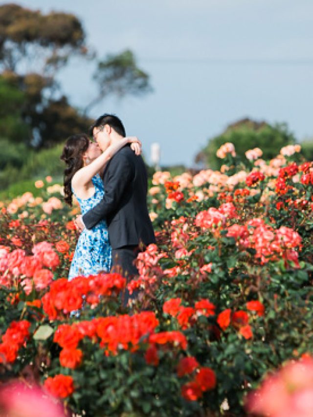 cropped-Romantic-Rose-Garden-Engagement20160512_0139.jpg