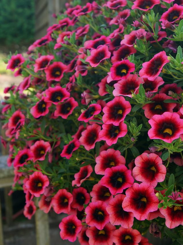 cropped-calibrachoa-superbells-watermelon-punch.jpg