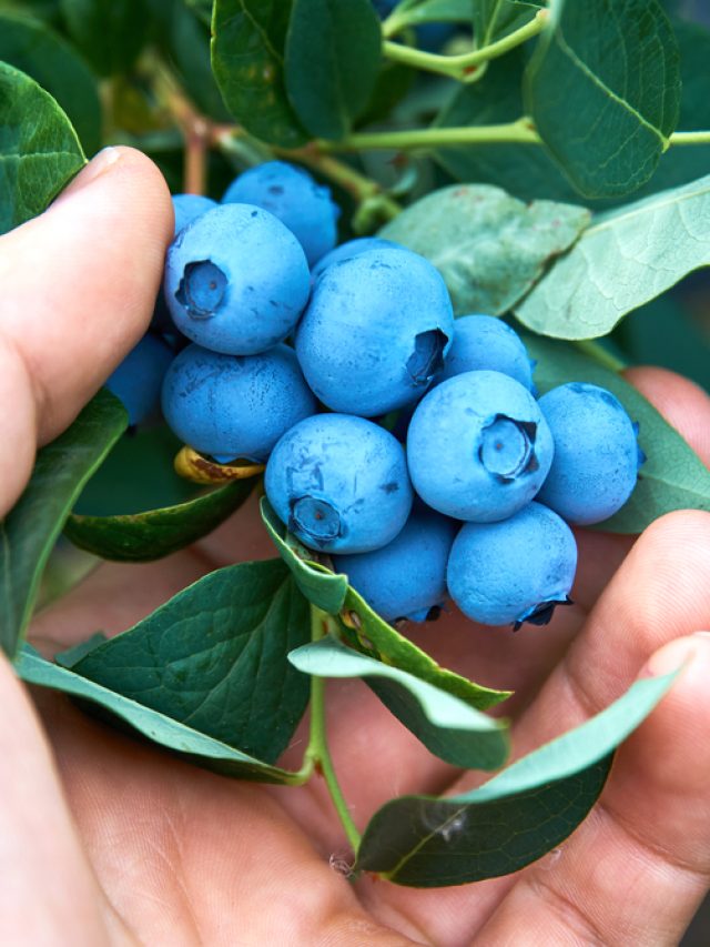 cropped-grow-blueberries.jpg