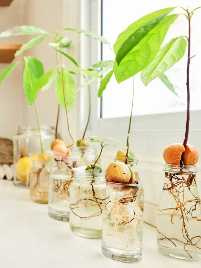 cropped-how-to-grow-avocado-tree-1641945905.webp