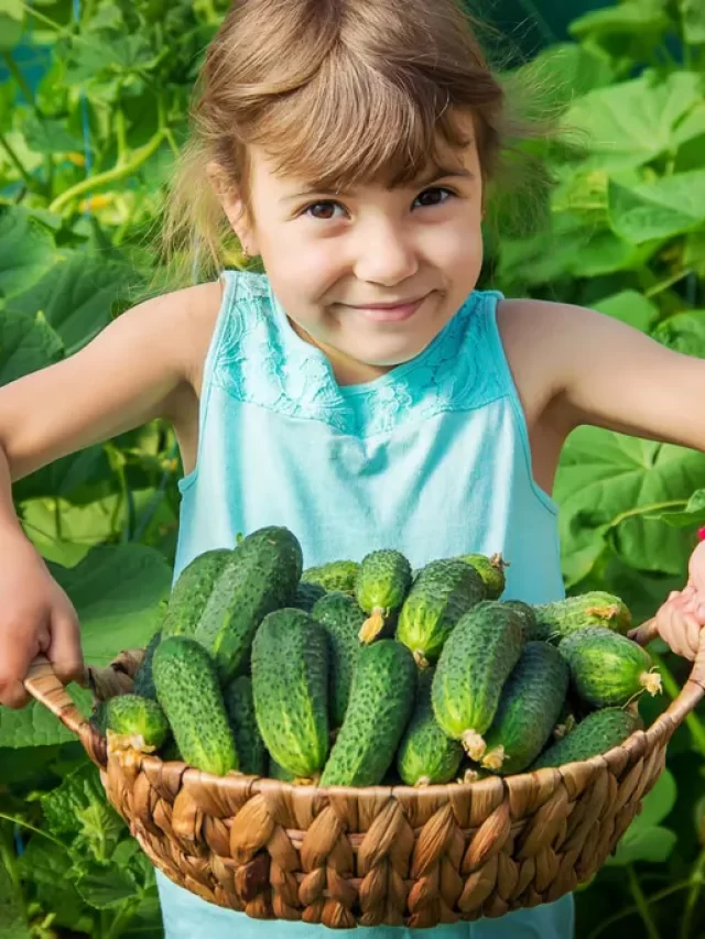 cropped-how-to-grow-cucumbers.webp