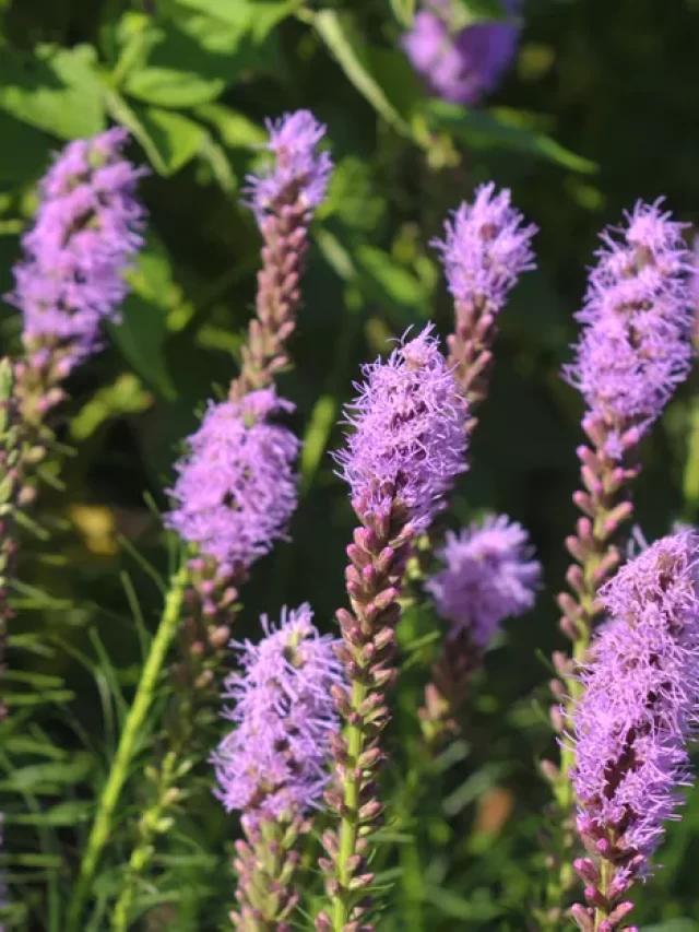 cropped-liatris-flowers-1316040_04-b6728e0f5ca5468bac2ecf90c1a6a04c.webp