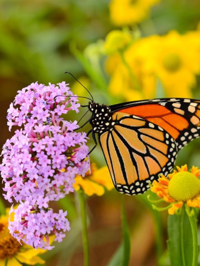 cropped-monarch-butterfly-on-pink-flowers-butterfly-garden-shutterstock-com_16023.jpg