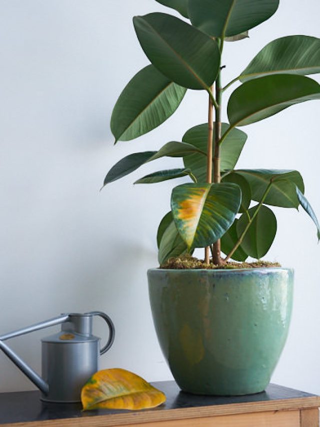 cropped-over-watered-rubber-plant-ficus-elastica-advice-yellow-leaves-dropping-care-tips.jpg