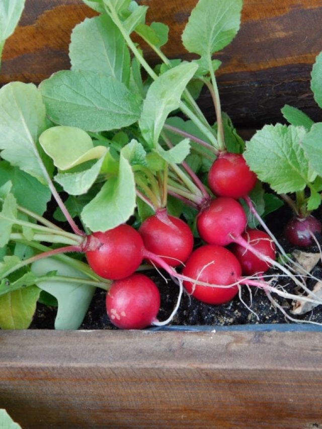 cropped-radishes-growing-in-container-800x600-1.jpg