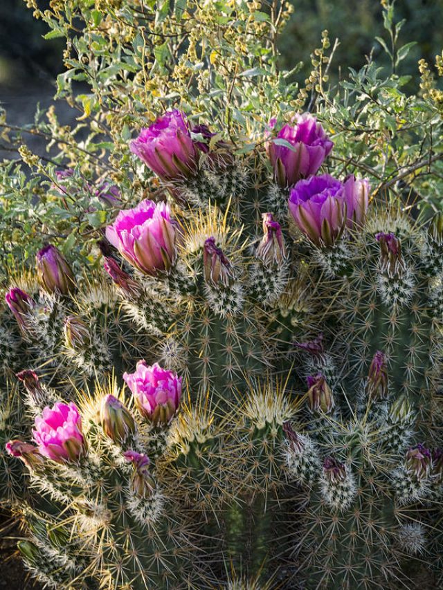 cropped-strawberry-hedgehog-cactus-saija-lehtonen.jpg