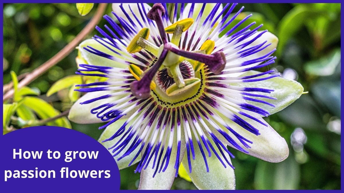 How To Grow Passion Flowers 2902