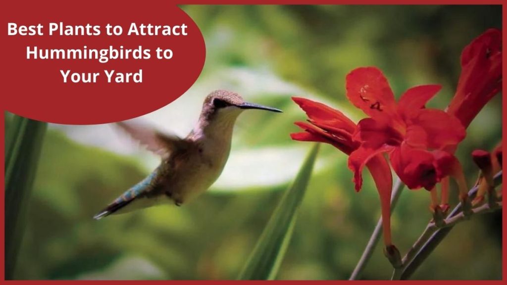 Best Plants To Attract Hummingbirds To Your Yard