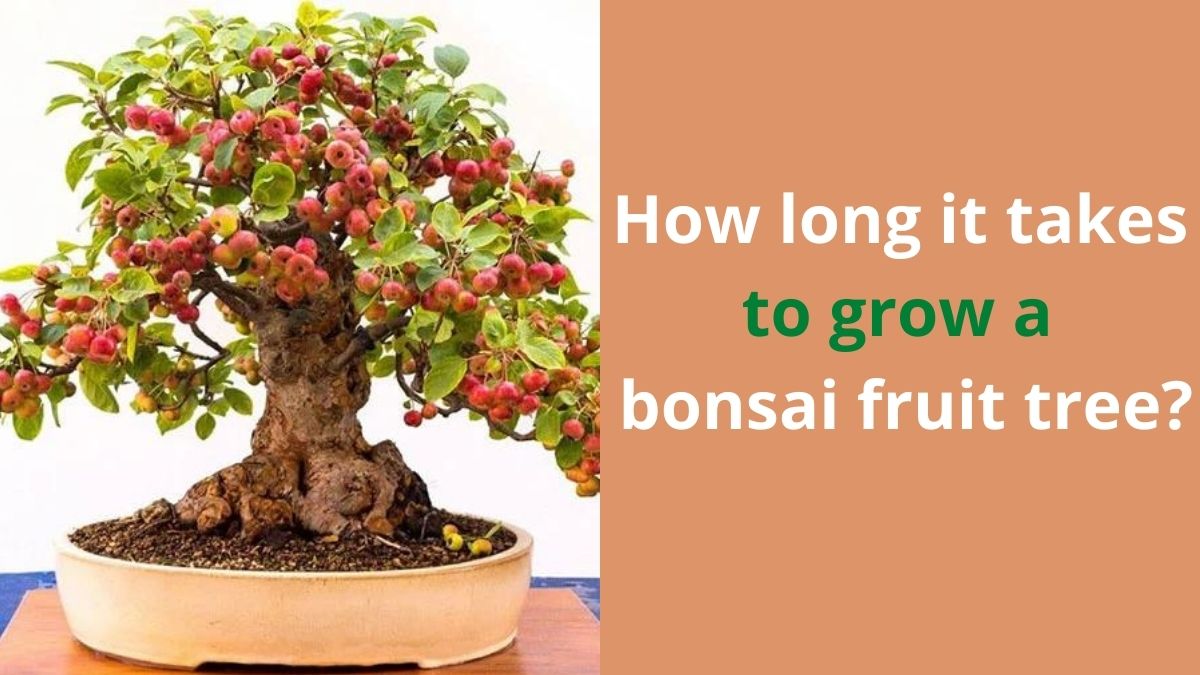 bonsai fruit
