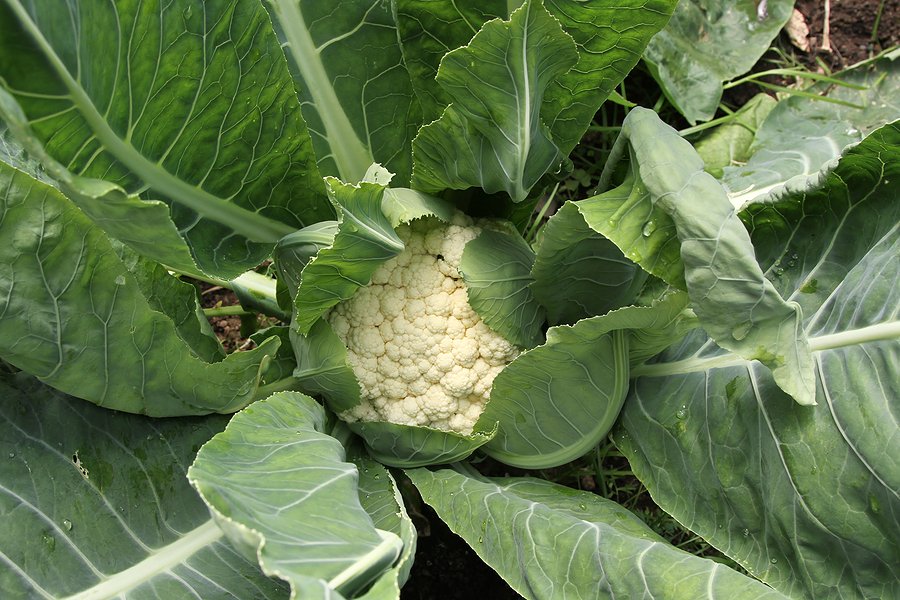 cauliflower