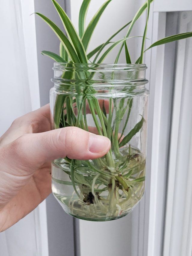 cropped-How-to-Propagate-a-Spider-Plant-9.jpg