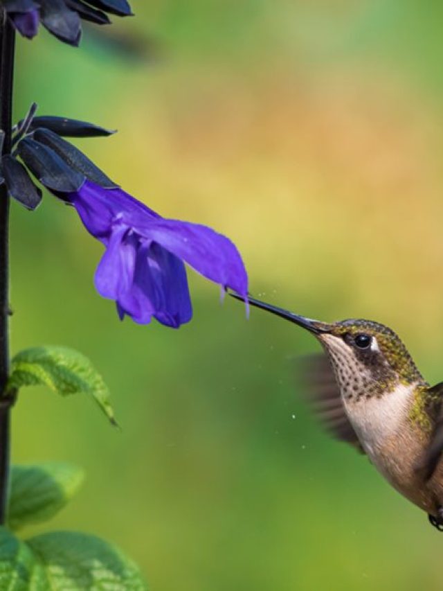 cropped-hummingbird-and-salvia-plant-hummingbird-salvia-plant-shutterstock-com_15309.jpg