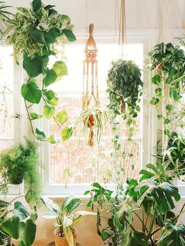 cropped-indoor-hanging-plants-2.jpg