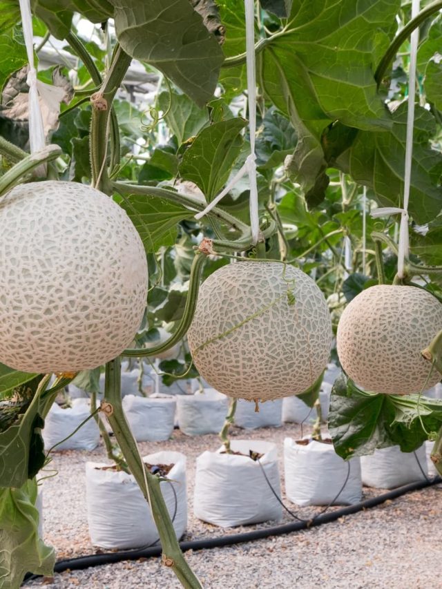 HOW TO GROW MELONS IN THE GARDEN My Home Garden