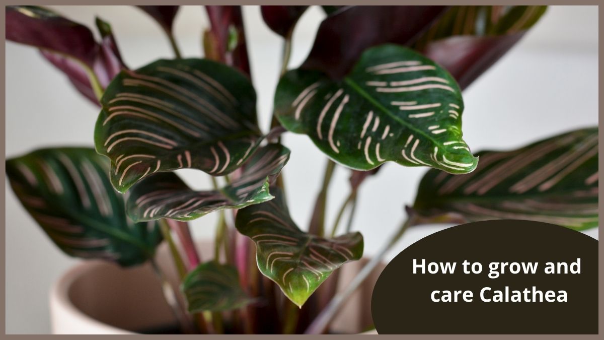 grow calathea