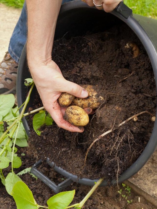 How To Grow Potatoes In Containers - My Home Garden