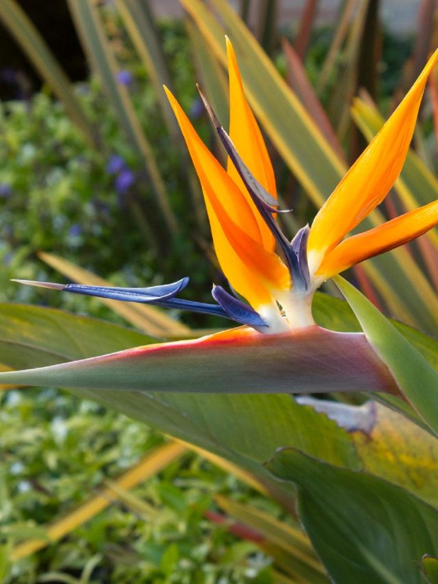 7 Steps to Pruning a Bird of Paradise - My Home Garden