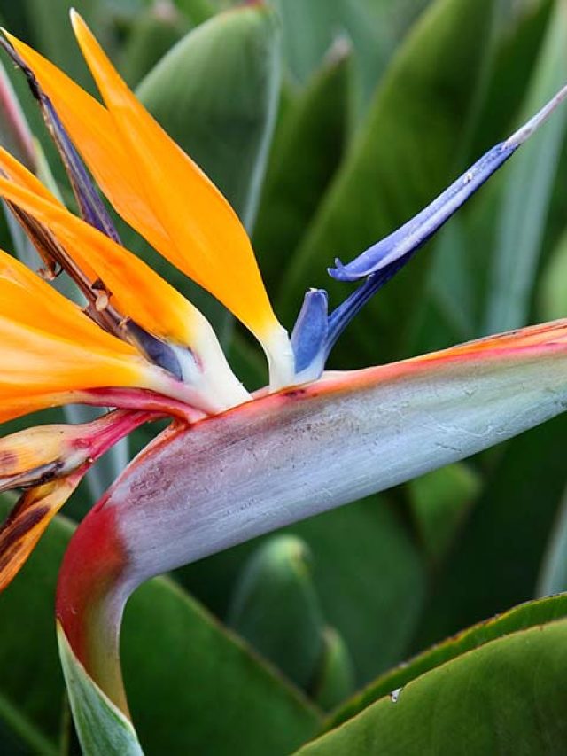 How Often Does A Bird Of Paradise Bloom - My Home Garden