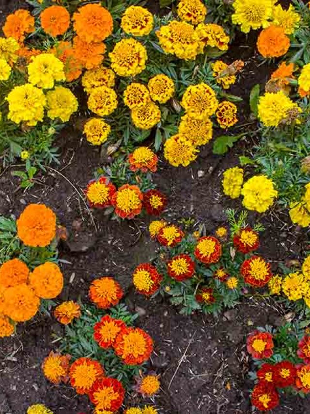 How To Grow Marigolds From Seed My Home Garden