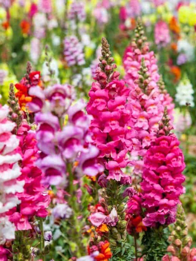 How To Care for Snapdragons - My Home Garden