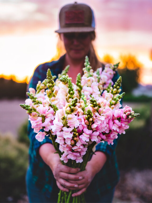 ultimate-guide-to-snapdragon-flower-meaning-and-symbolism-my-home-garden