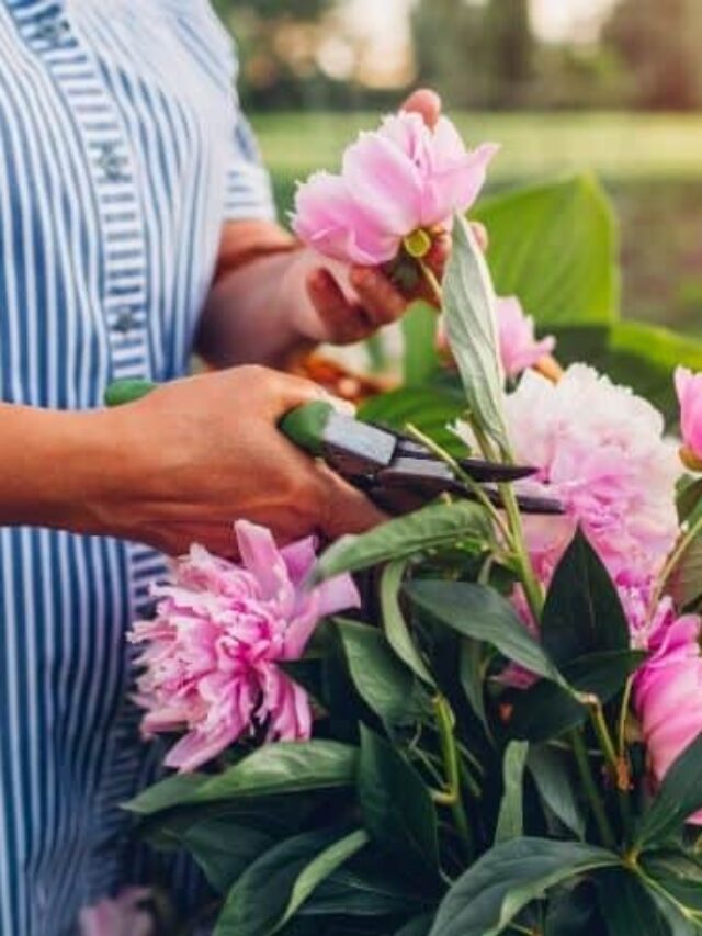 How To Prune Peonies - My Home Garden