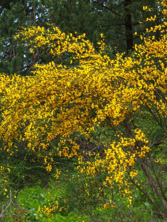 how-to-care-for-a-broom-plant-my-home-garden