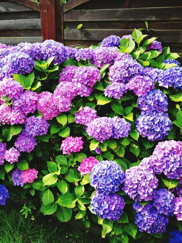 Cropped Hydrangea Blooming On Plant Royalty Free Image 1651084686 1 