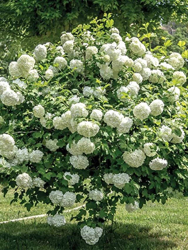 How To Tell Snowball Bushes Apart Is It A Snowball Viburnum Bush Or 