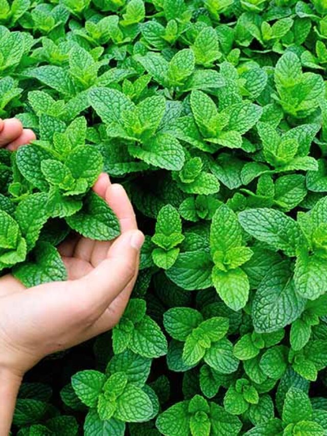 How to Grow Mint at Home Garden My Home Garden