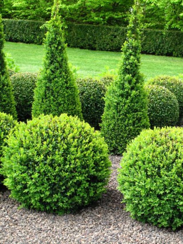 All Guide About Hedge vs. Bush - My Home Garden