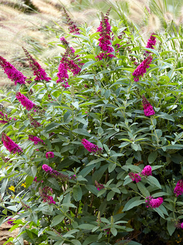 Dwarf Butterfly Bush Varieties What You Need To Know My Home Garden ...