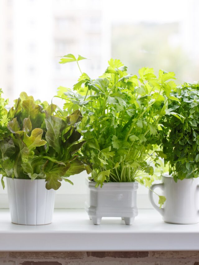 the-best-herbs-to-plant-together-in-containers-and-garden-beds-my