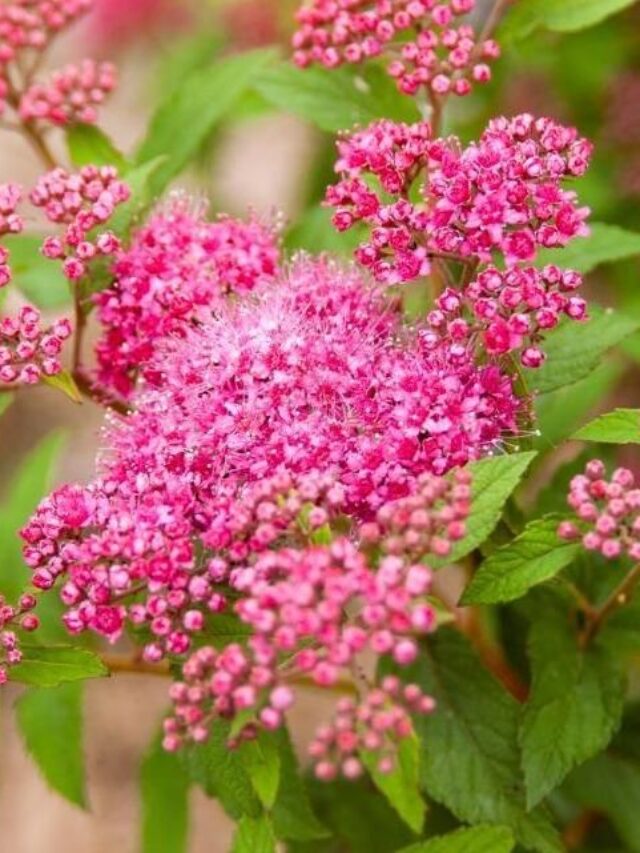 All About SPIREA SUPERSTARS Shrubs - My Home Garden