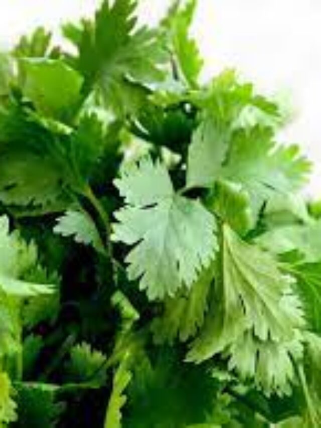 Grow Coriander at Home with this Simple Guide My Home Garden