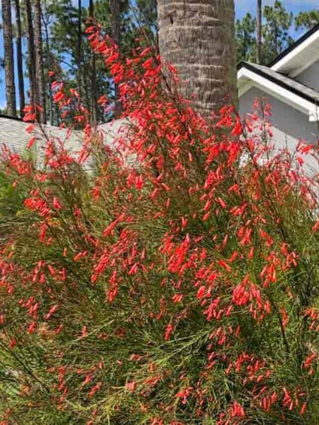 How To Care For Firecracker Plant - My Home Garden