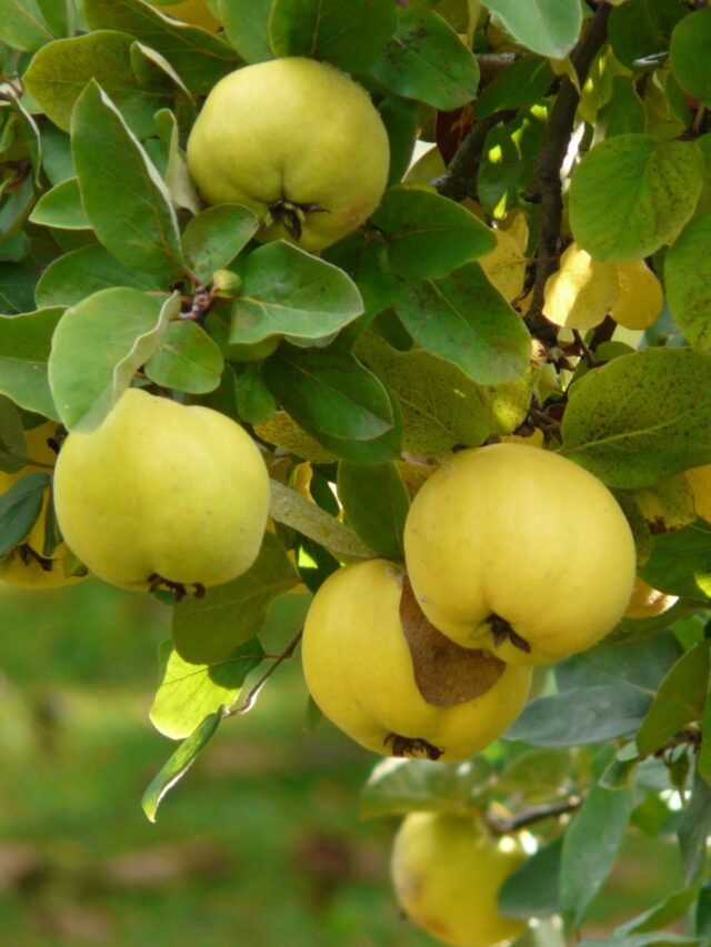 How to Grow Quince in Garden - My Home Garden