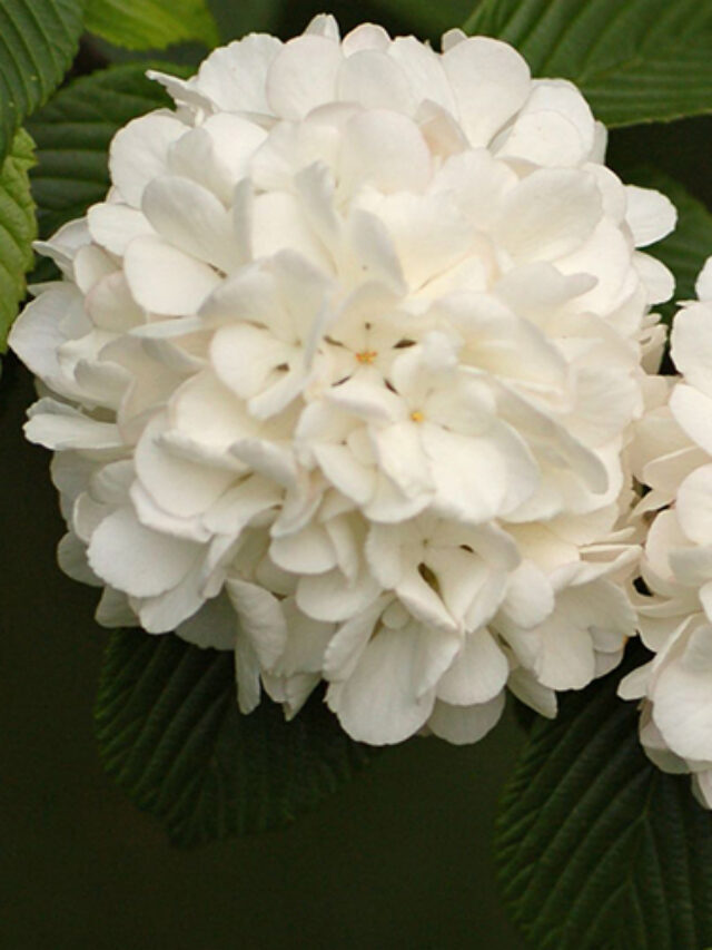 What is Viburnum Flower Meaning and Growing Tips