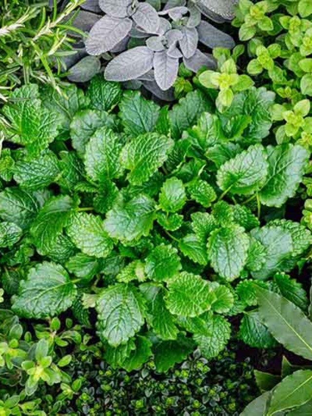 Variety-of-Herbs-Growing-in-the-Garden