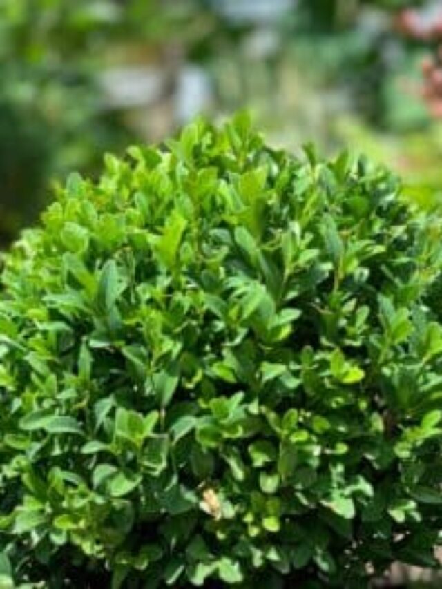 Boxwood Growth Rate By Variety - My Home Garden