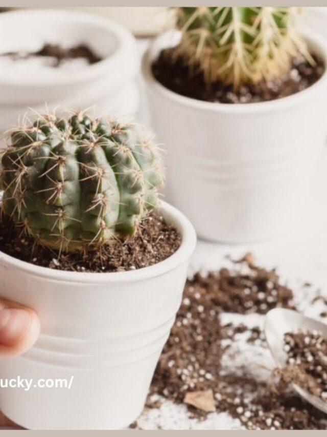 Can You Use Cactus Soil For Regular Plants