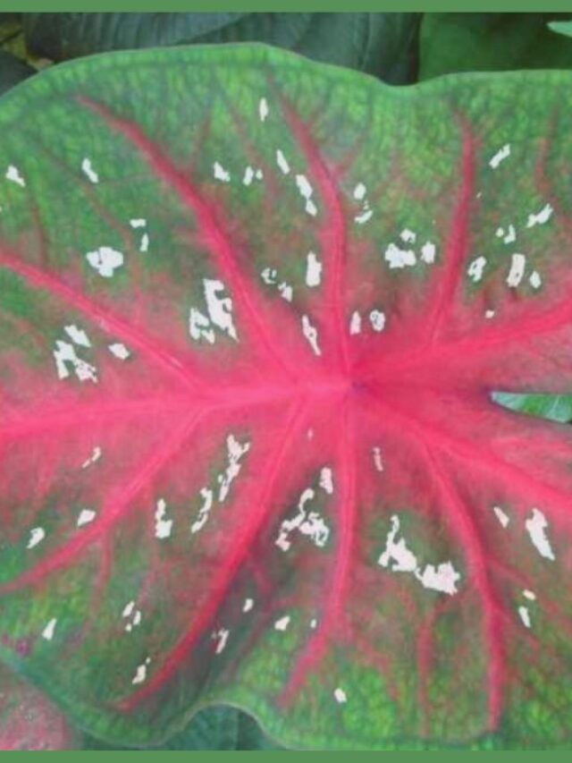 Caladium Leaves Curling